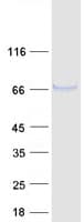 Human FUT11 Protein (Recombinant Myc-DDK (Flag))