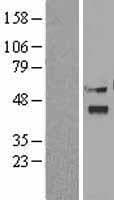 VIPERIN / RSAD2 Protein (Over-Expression Lysate Myc-DDK (Flag))