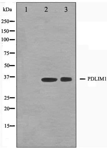 PDLIM1 Antibody