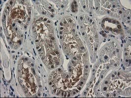 SPR Antibody (clone OTI4F5, Carrier-free)