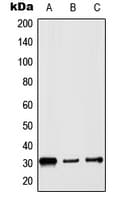 Histone H1 Antibody (N-Terminus)