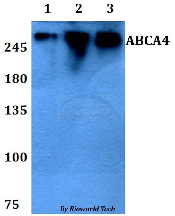 ABCA4 Antibody