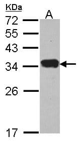 PI15 Antibody (aa195-258)
