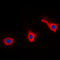 CD9 Antibody (Internal)