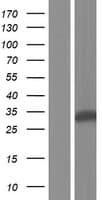 CTRB2 / Chymotrypsinogen B2 Protein (Over-Expression Lysate Myc-DDK (Flag))