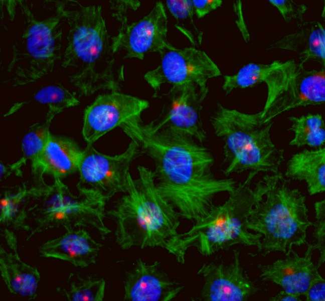 CEP131 / AZI1 Antibody (aa1033-1083)