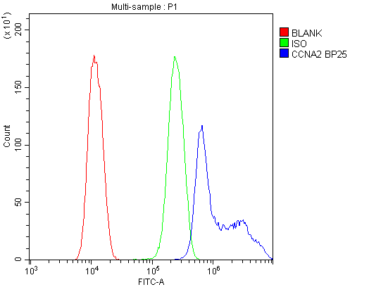 CCNA2 / Cyclin A2 Antibody (aa10-168)