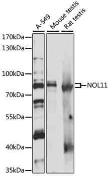 Polyclonal Rabbit anti-Human NOL11 Antibody (WB)