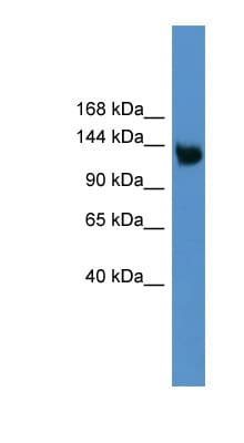 APOER2 / LRP8 Antibody (aa650-699)