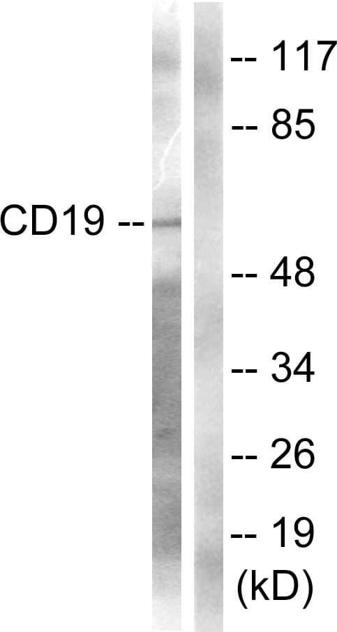 CD19 Antibody (aa501-550)