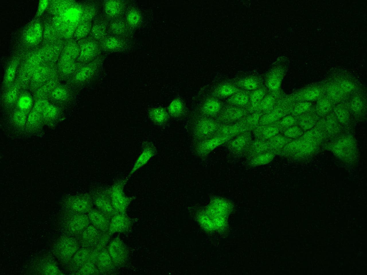 Polyclonal Rabbit anti-Human ZNF543 Antibody (IF)