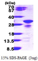 Human SCG5 / 7B2 Protein (Recombinant His)