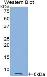 TFF3 / Trefoil Factor 3 Antibody (aa24-80)