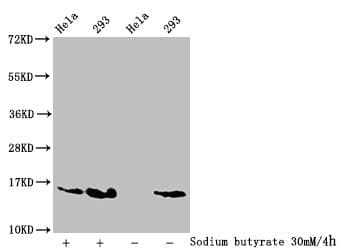 HIST1H2AI Antibody