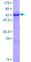 Human ZNF167 Protein (Recombinant GST)