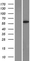 Human CYP1A2 Protein (Over-Expression Lysate Myc-DDK (Flag))