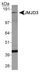 KDM6B / JMJD3 Antibody (Internal)