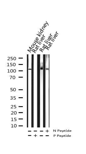 PLA2G4A Antibody (phospho-Ser505)
