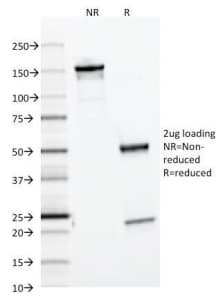 Ferritin Antibody (clone FTL/1386, Azide-free, BSA-free)