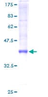 Human TTLL3 Protein (Recombinant GST)