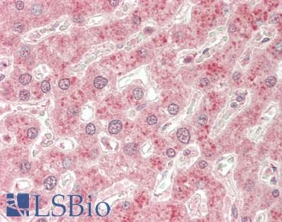 HSPA13 Antibody (FITC)