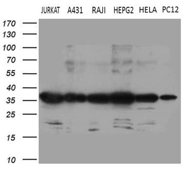 Monoclonal Mouse anti-Human PITPNB Antibody (clone OTI4A7, Carrier-free, WB)