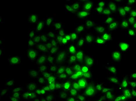 PRDM7 Antibody