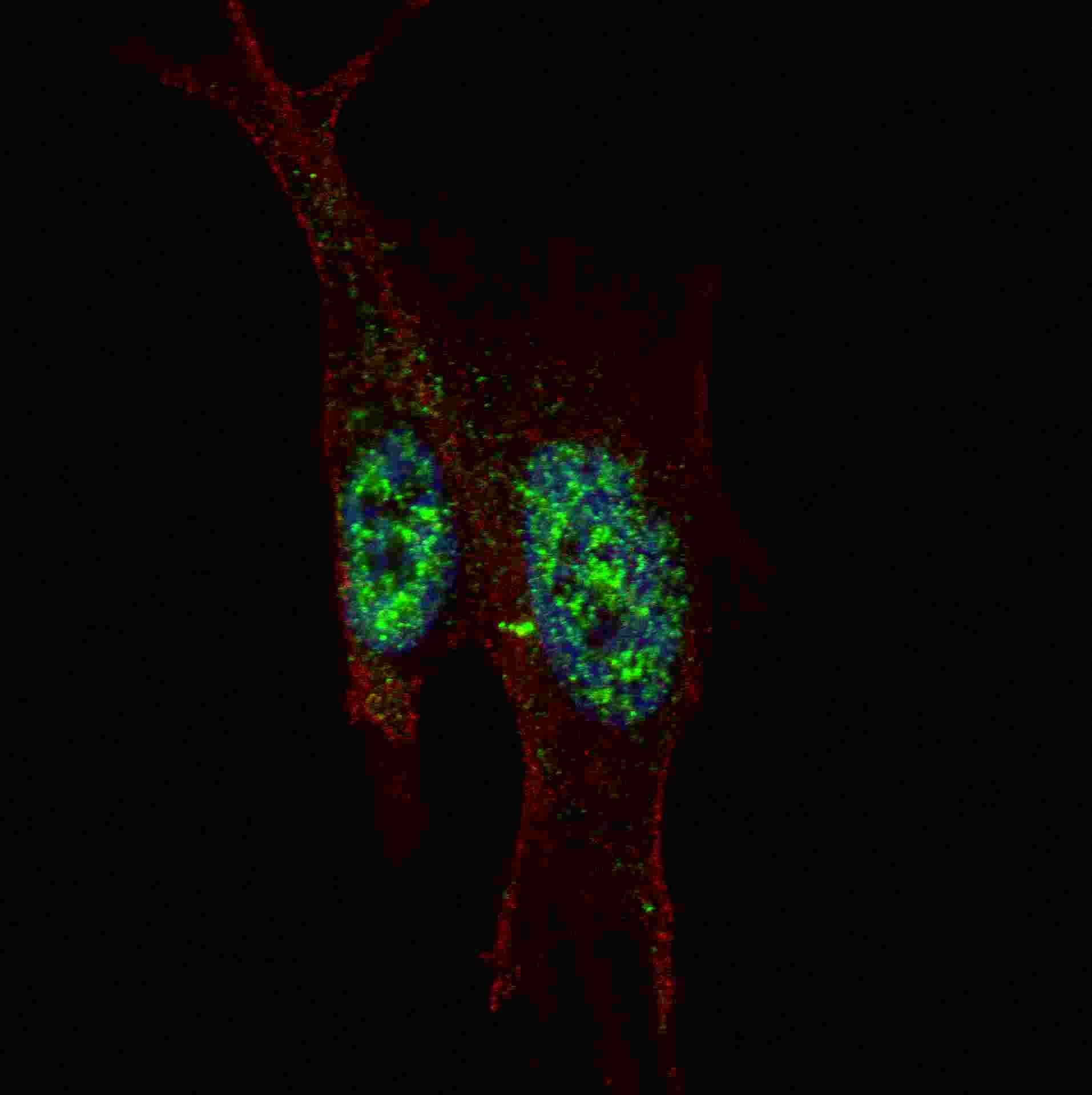 STAT3 Antibody