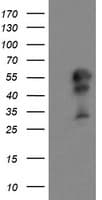 DOK7 Antibody (clone OTI1A9)
