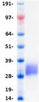 Human PDCD1 / CD279 / PD-1 Protein (Recombinant DDK (Flag)-His, C-terminus)