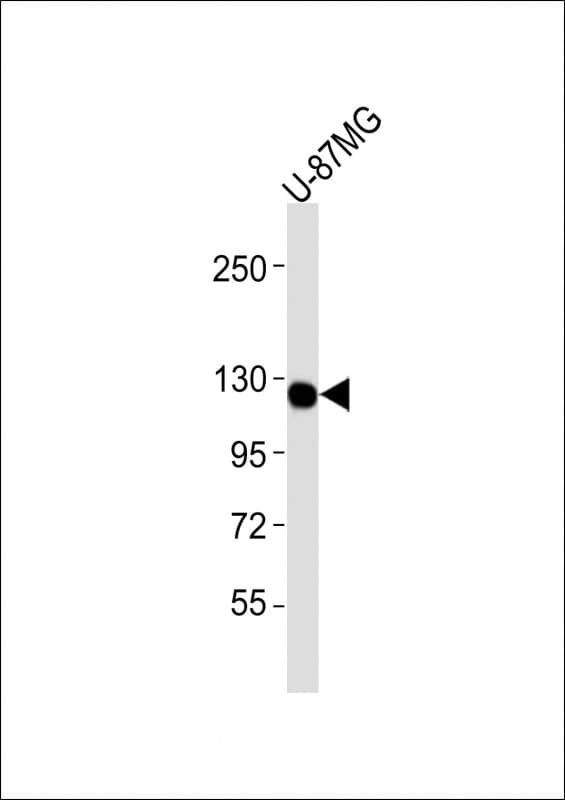 CSF1R / CD115 / FMS Antibody (clone 1486CT328.53.37)
