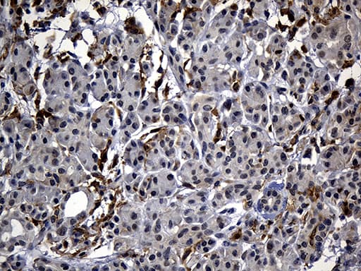 C9orf43 Antibody (clone OTI4F9)