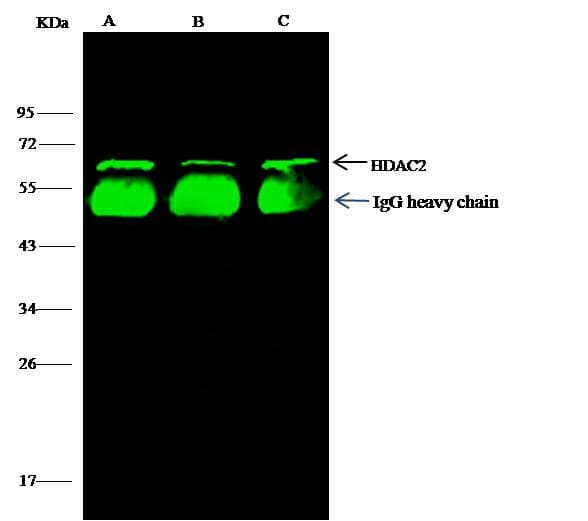 HDAC2 Antibody (Preservative Free)