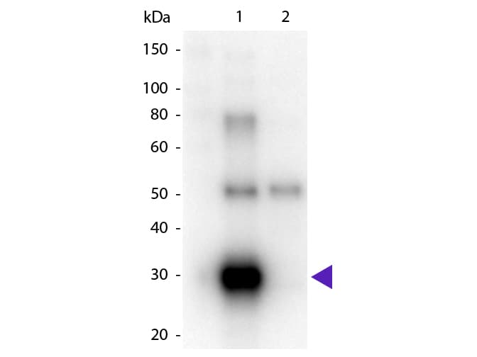 Goat Anti-Human Lambda Light Chain Secondary Antibody (HRP)