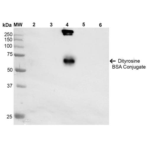 Dityrosine Antibody (clone 10A6, APC)