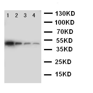 NEP / DDR1 Antibody (aa898-913)
