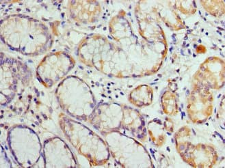 HIST1H3A Antibody