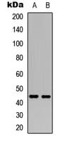 COUP-TFII / NR2F2 Antibody (N-Terminus)
