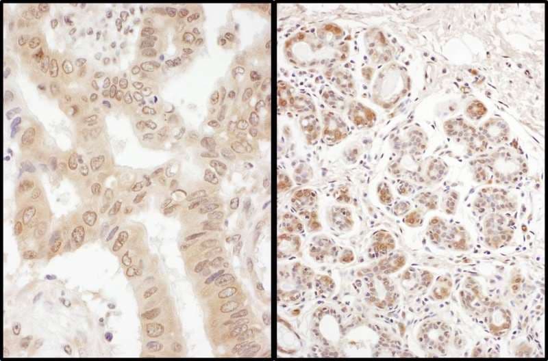 EIF2B4 Antibody (aa50-100)