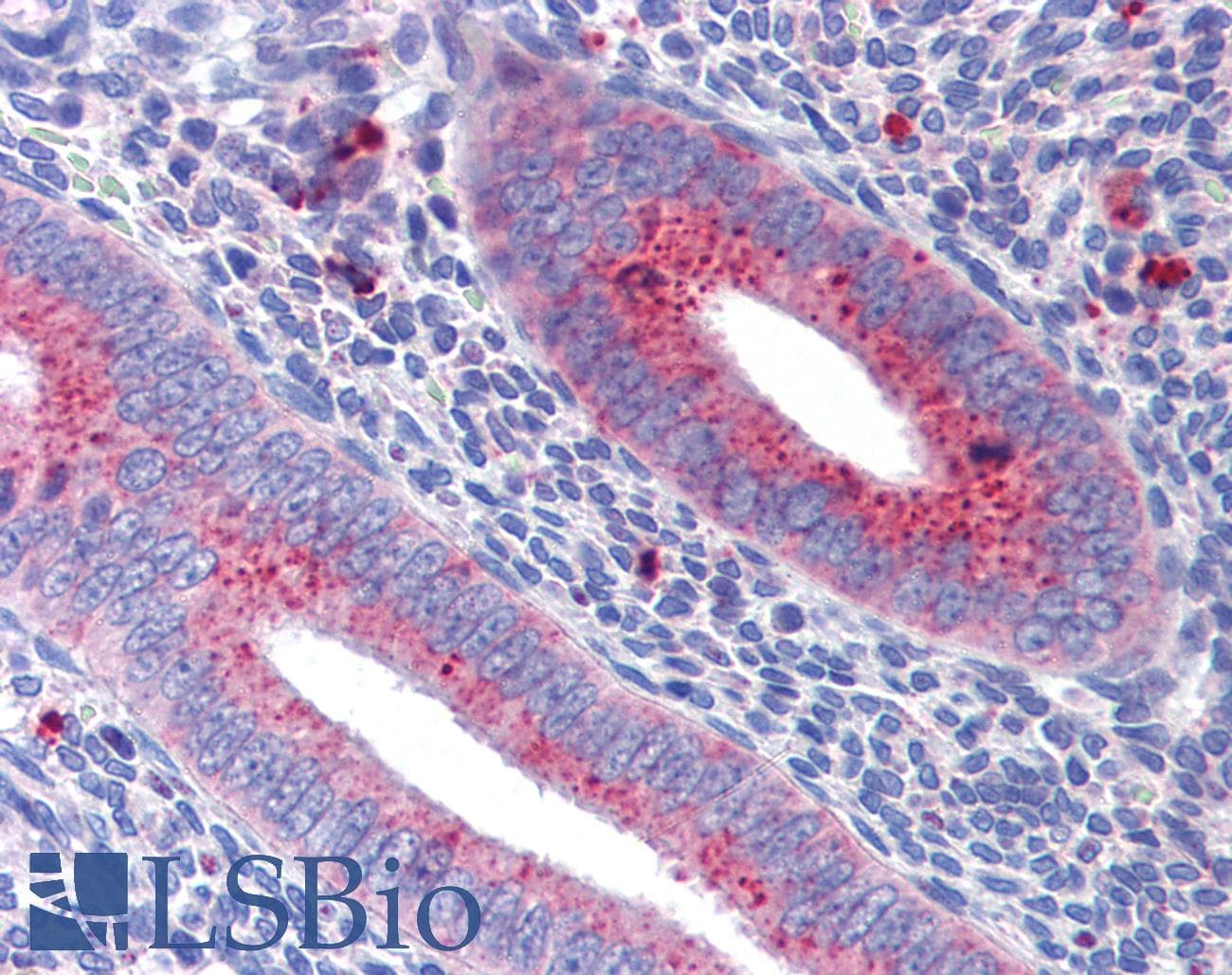 IHC-plus™ MFN1 Antibody (aa745-756)
