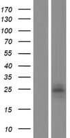 KLRF2 Protein (Over-Expression Lysate Myc-DDK (Flag))