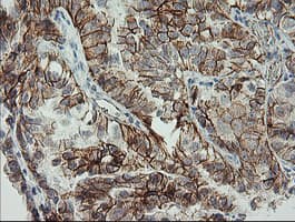 CDH2 / N Cadherin Antibody (clone OTI3B10, Carrier-free)