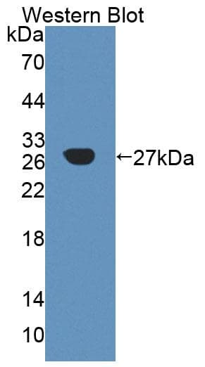 A4GALT Antibody (APC)