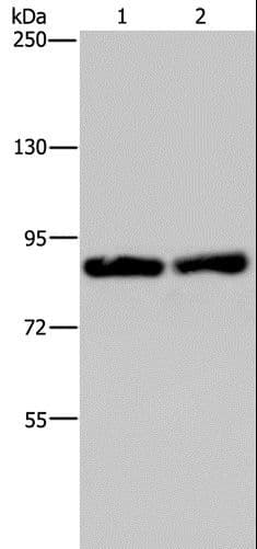 MRE11A / MRE11 Antibody