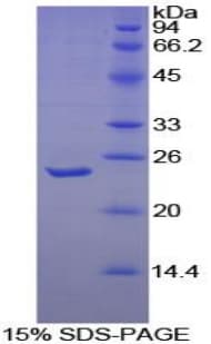 Dog TNFSF13 / APRIL Protein (Recombinant His-S)