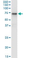 HEXA Antibody (clone 3D1)