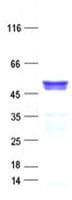 Human HMGCS2 / HMG-CoA Synthase 2 Protein (Recombinant His, N-Terminal)