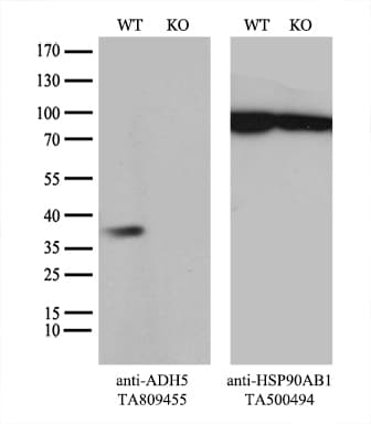 ADH5 Antibody (aa1-266, clone OTI4H3)