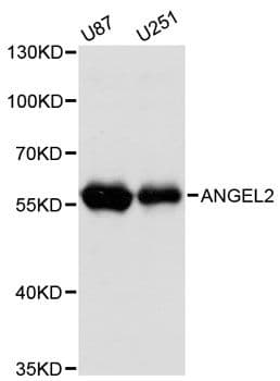 ANGEL2 Antibody