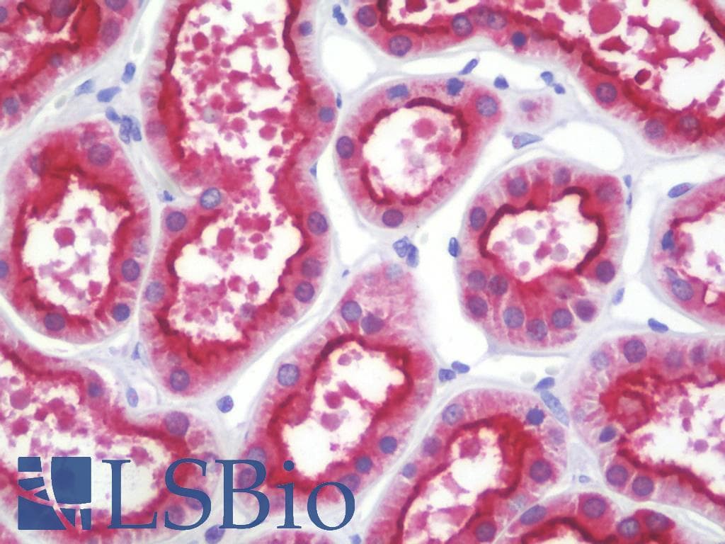 IHC-plus™ Monoclonal Mouse anti-Human PDZK1 Antibody (clone AT1A2, IHC, WB)